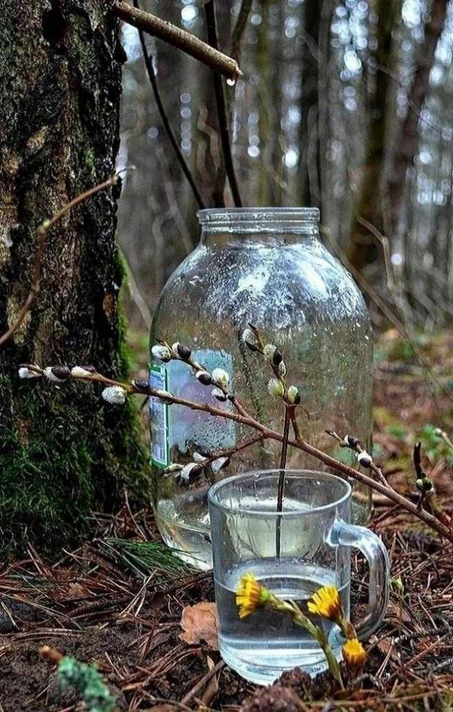 Новини Вінниці - фото з Березовий сік: як збирати без шкоди для природи та гаманця