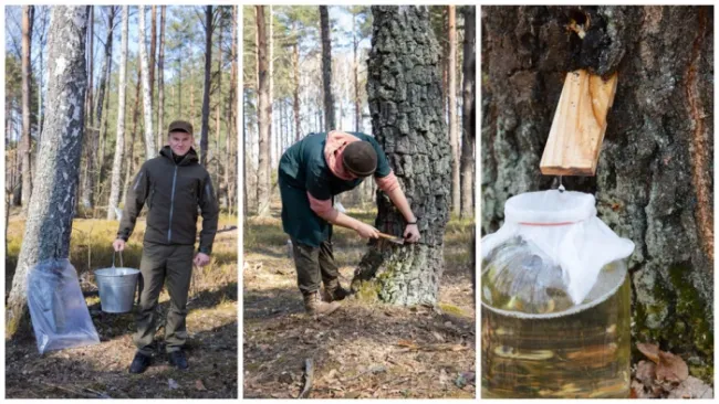 Новини Вінниці - фото з Березовий сік: як збирати без шкоди для природи та гаманця