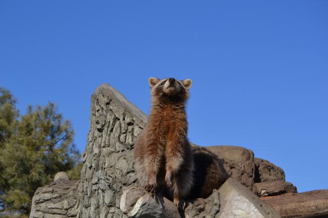 Новини Вінниці - фото з Весняні канікули у Вінниці: ТОП локацій для розваг, навчання та розвитку школярів