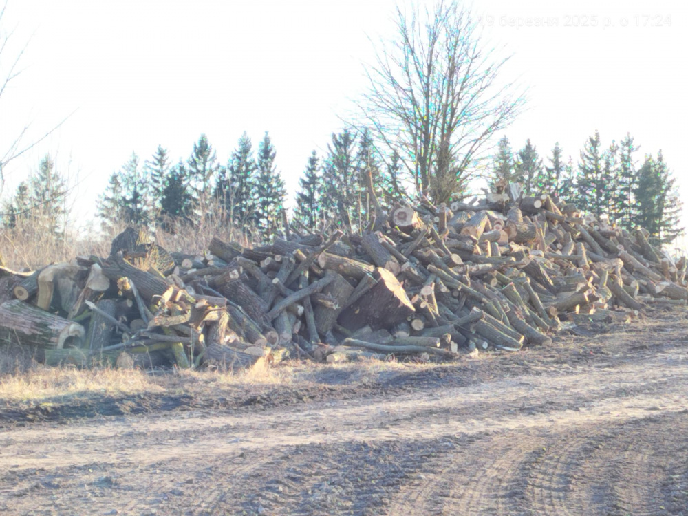 Новини Тернополя - фото з Між селами Чернихів та Плесківці незаконно вирубали 90 дерев