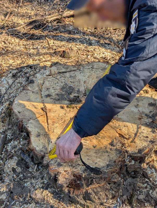 Новини Тернополя - фото з Між селами Чернихів та Плесківці незаконно вирубали 90 дерев