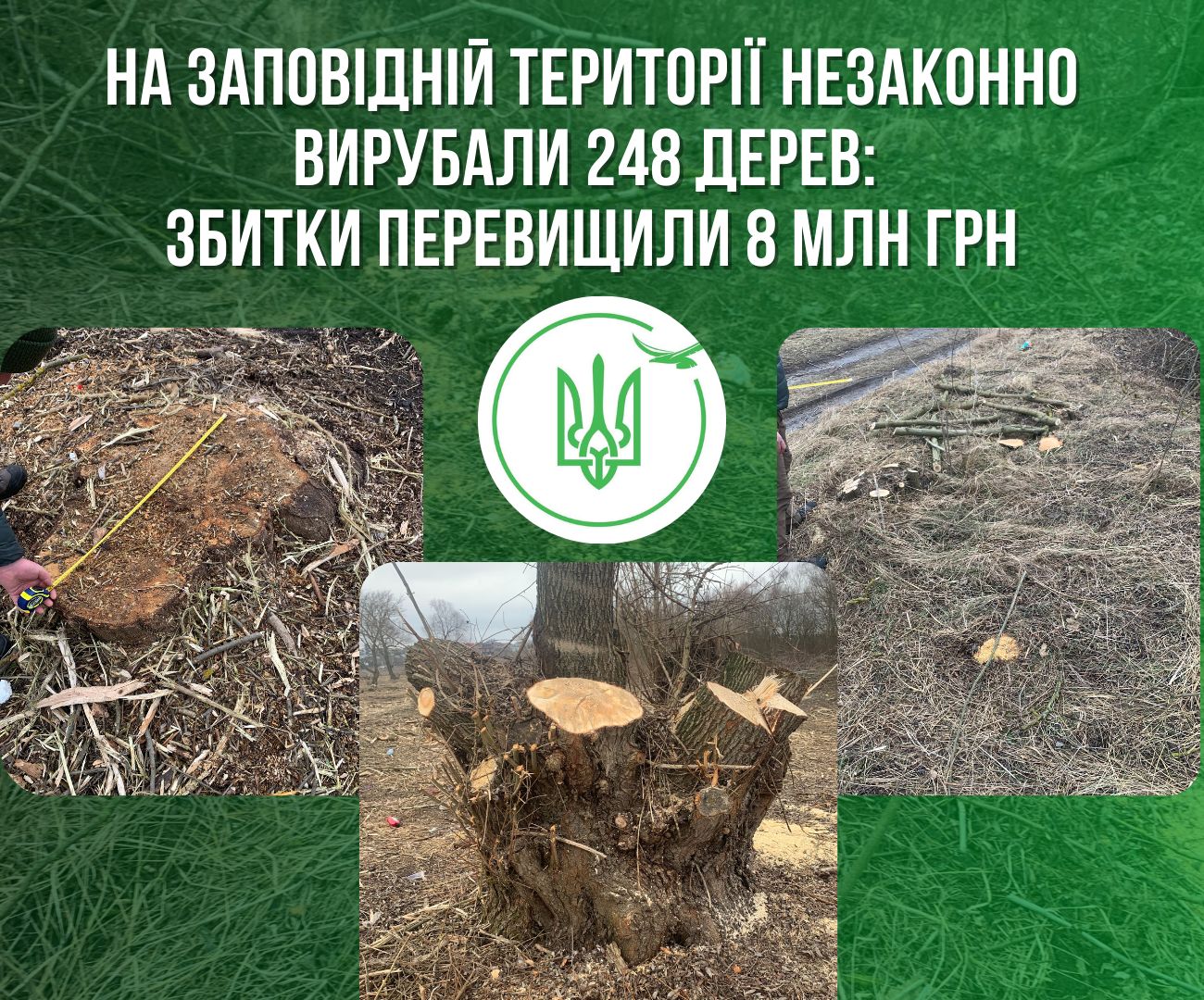 Новини Тернополя - фото з Понад 200 дерев на понад вісім мільйонів незаконно зрубали в Білецькій громаді На зображенні може бути: текст «НА ЗАПОВΙДНИЙ ТЕРИТОРЫ НЕЗАКОННО ВИРУБАЛИ 248 ДЕРЕВ: ЗБИТКИ ПЕРЕВИЩИЛИ 8 МЛН ГРН وچا»