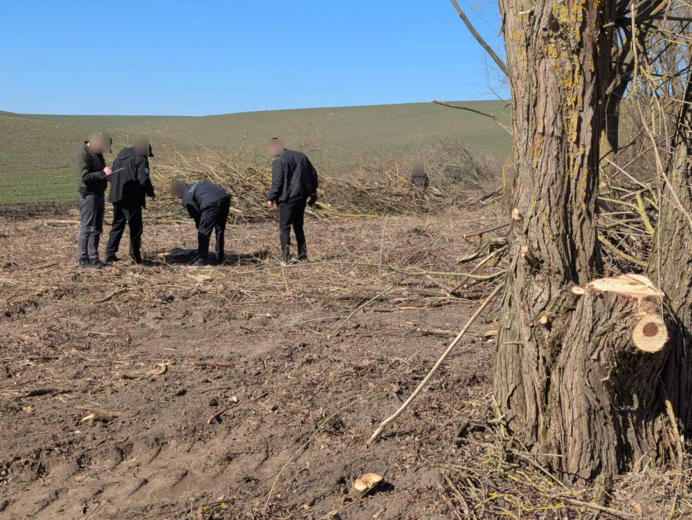 Новини Тернополя - фото з Між селами Чернихів та Плесківці незаконно вирубали 90 дерев