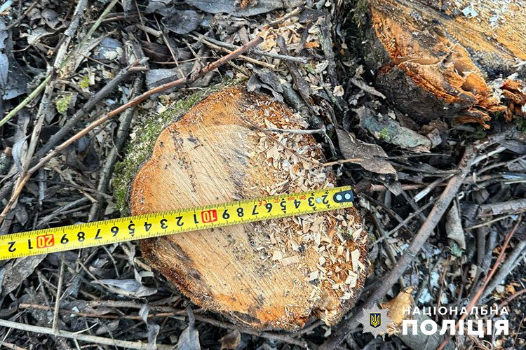 Новини Тернополя - фото з Між селами Чернихів та Плесківці незаконно вирубали 90 дерев