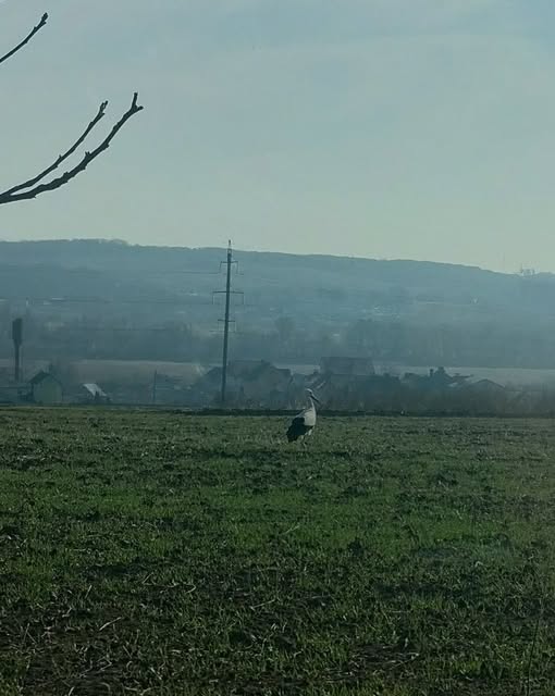 Новини Тернополя - фото з На Тернопільщину прилетіли лелеки На зображенні може бути: падальник, туман та трава