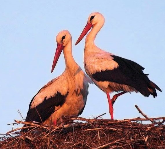 Новини Вінниці - фото з На вулиці Київській на даху будинку п’ять років жила родина лелек