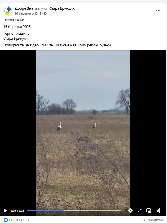 Новини Тернополя - фото з На Тернопільщину прилетіли лелеки