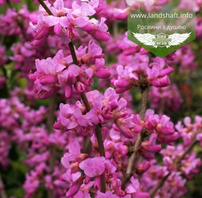 Новини Козятина - фото з Любитель природи хоче посадити на острові церциси