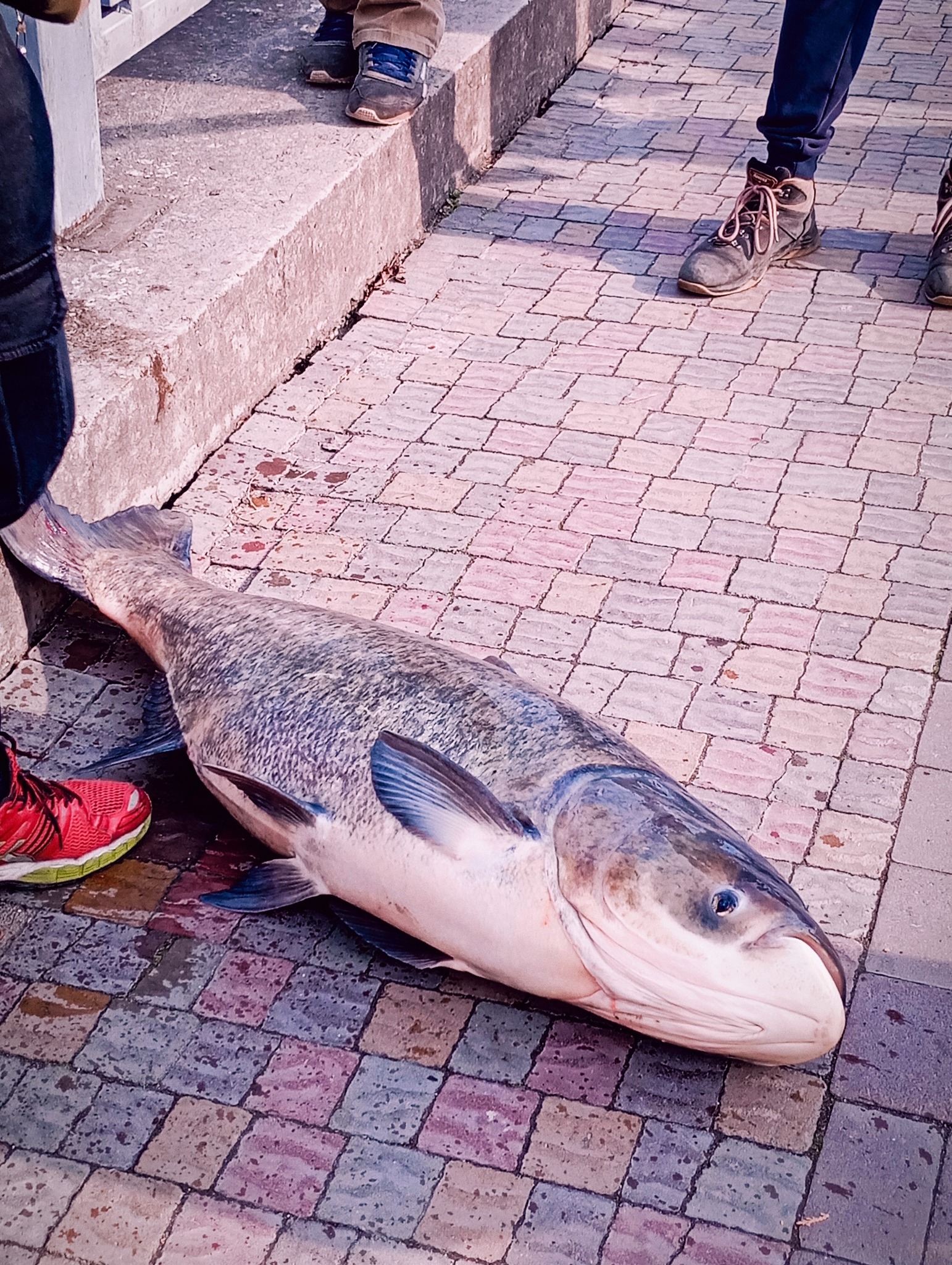 Новини Тернополя - фото з Величезну рибину зловили на Тернопільському ставі