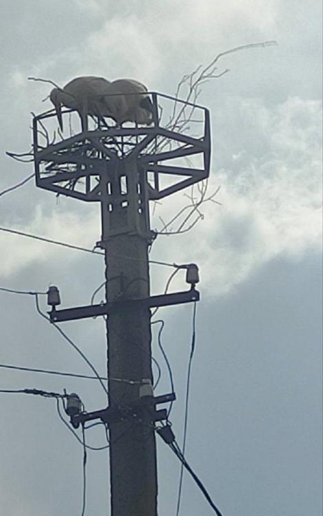 Новини Вінниці - фото з У Павлівці облаштували нове гніздо для лелек