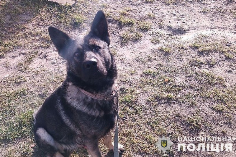 Новини Тернополя - фото з У Почаєві собака напала на 11-річну дівчинку. Дитина в лікарні