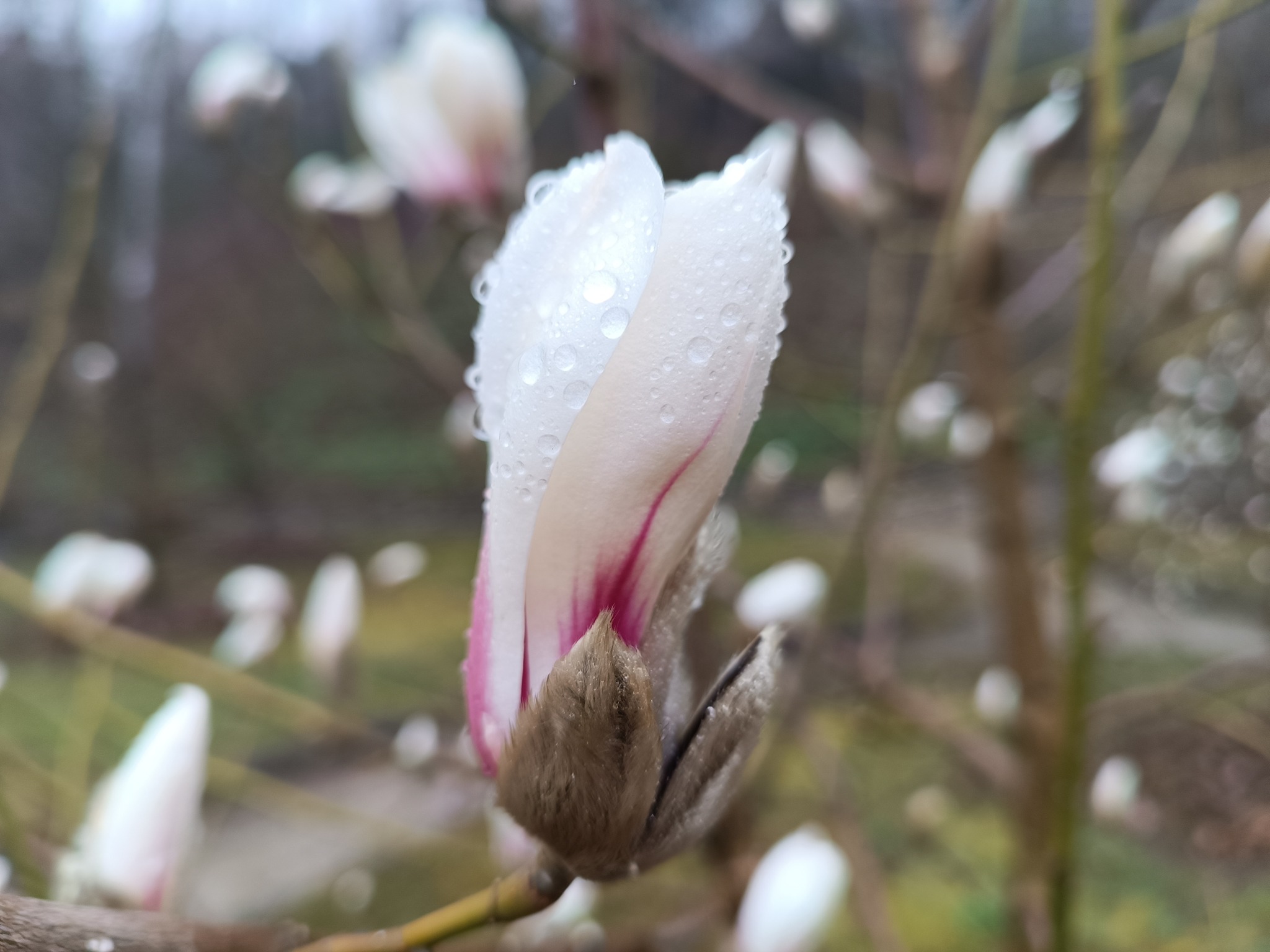Новини Тернополя - фото з У Кременецькому ботанічному саду розпускається «Квітка надії на весну»