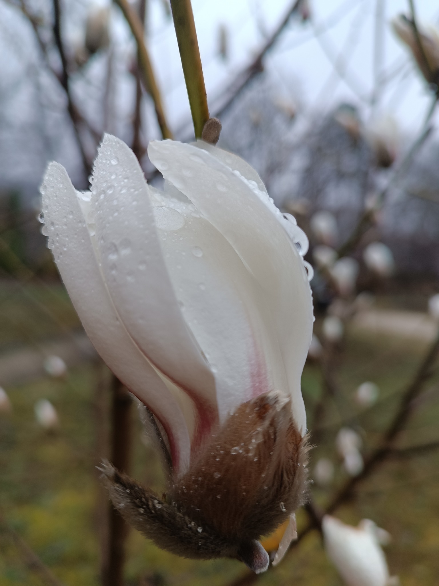 Новини Тернополя - фото з У Кременецькому ботанічному саду розпускається «Квітка надії на весну»