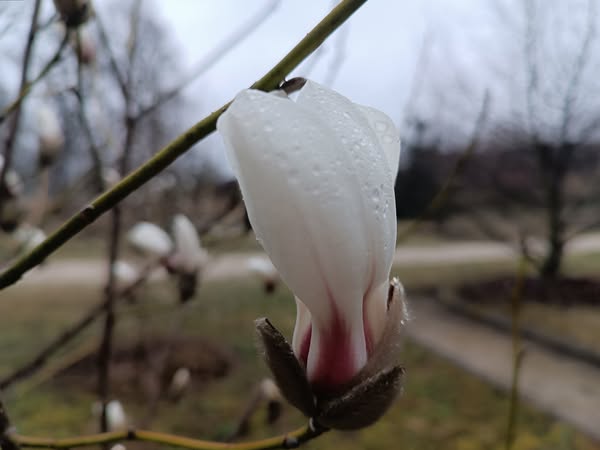 Новини Тернополя - фото з У Кременецькому ботанічному саду розпускається «Квітка надії на весну»