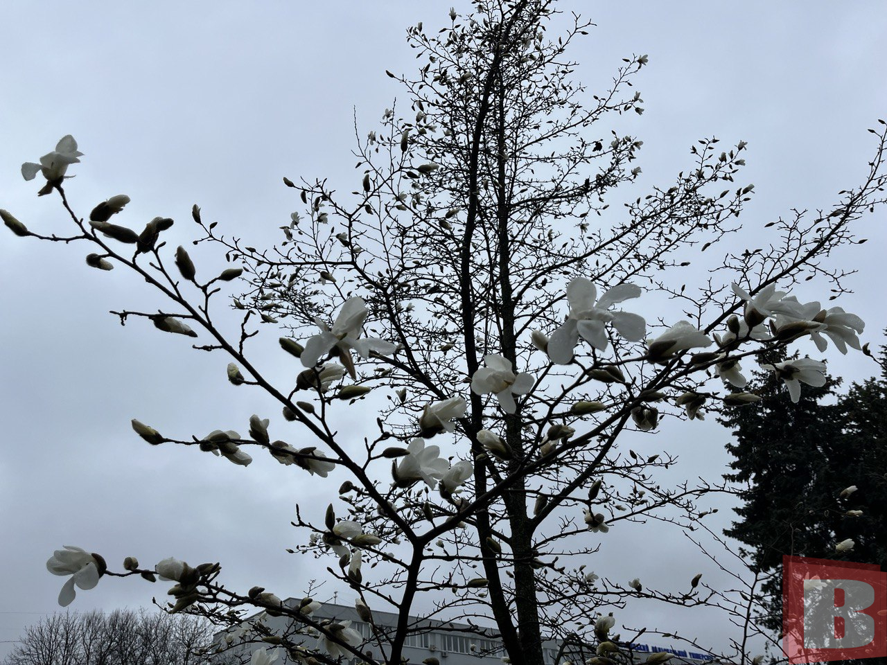 Новини Хмельницького - фото з У ботанічному саду ХНУ зацвіли магнолії: фоторепортаж