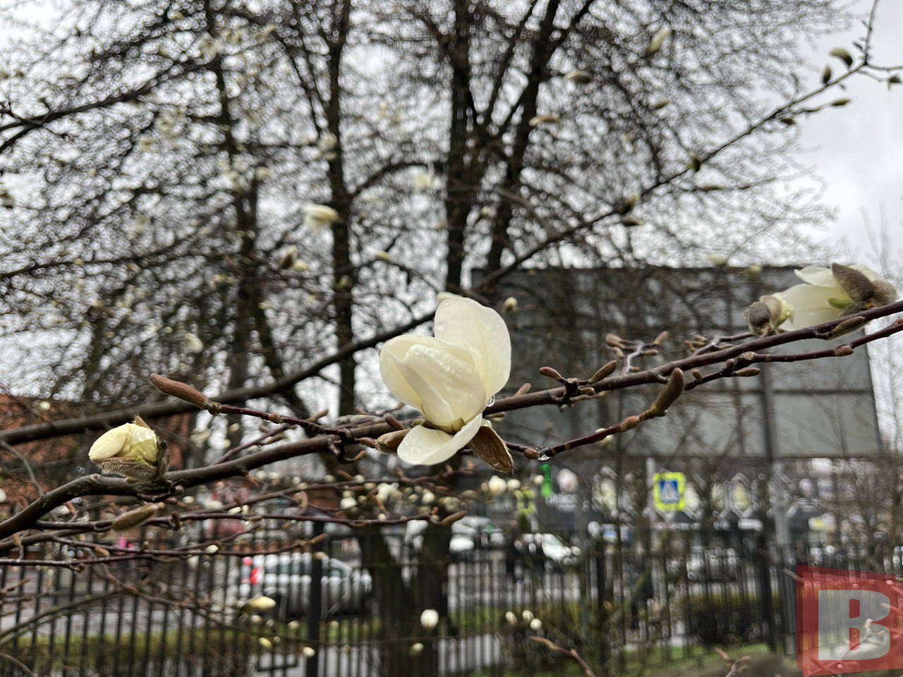 Новини Хмельницького - фото з У ботанічному саду ХНУ зацвіли магнолії: фоторепортаж