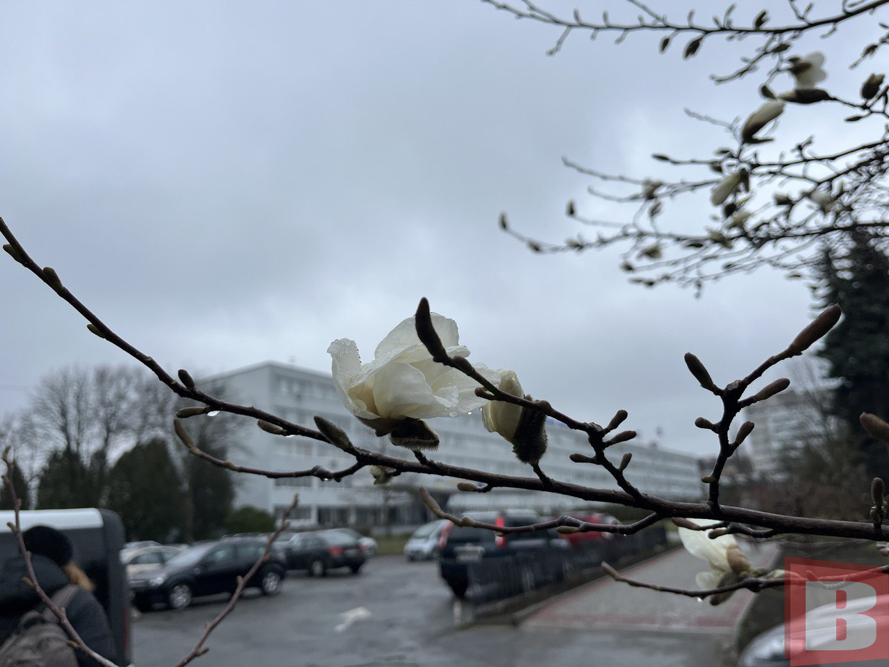 Новини Хмельницького - фото з У ботанічному саду ХНУ зацвіли магнолії: фоторепортаж