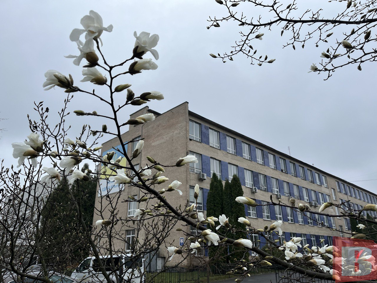 Новини Хмельницького - фото з У ботанічному саду ХНУ зацвіли магнолії: фоторепортаж