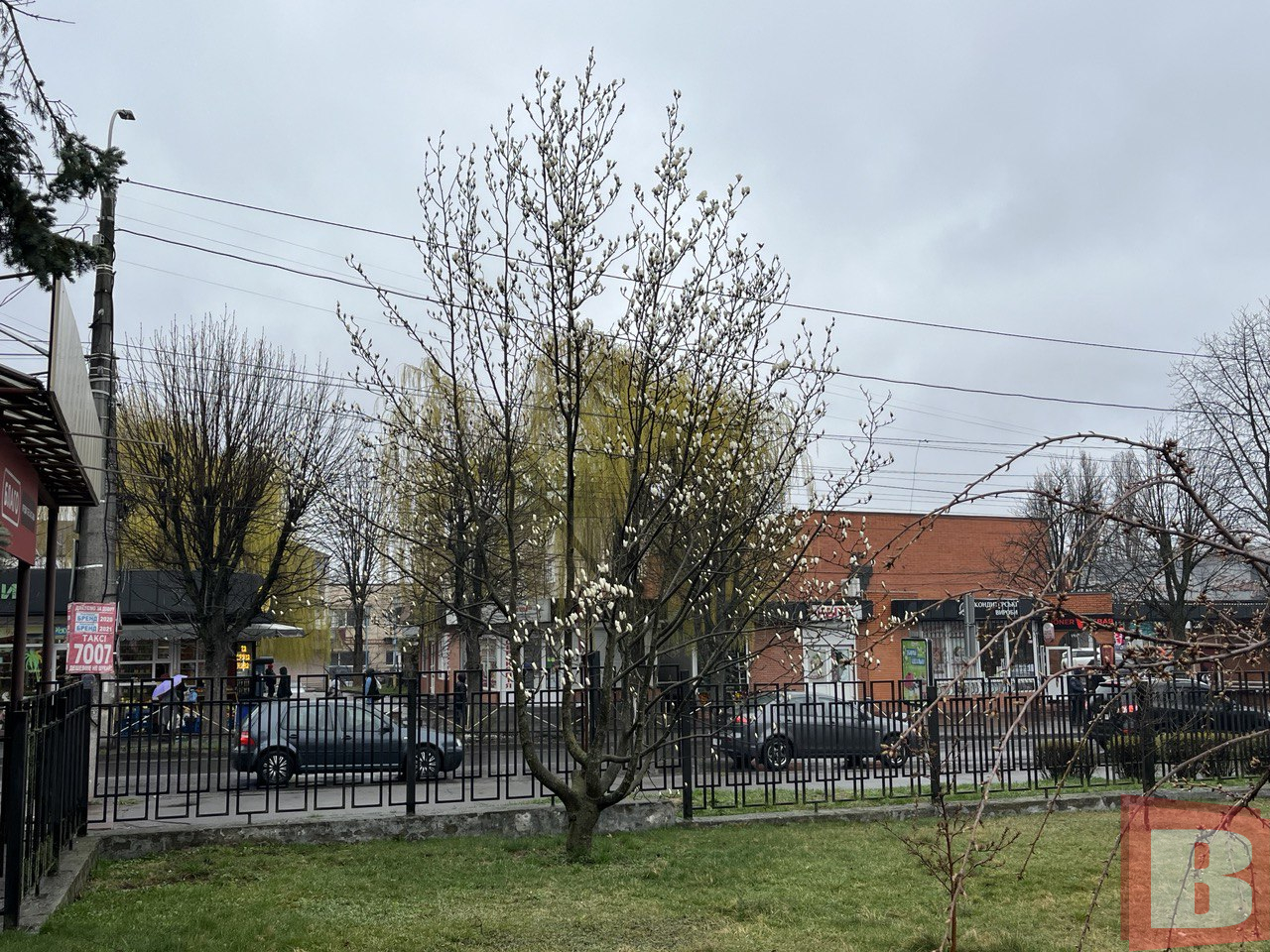 Новини Хмельницького - фото з У ботанічному саду ХНУ зацвіли магнолії: фоторепортаж