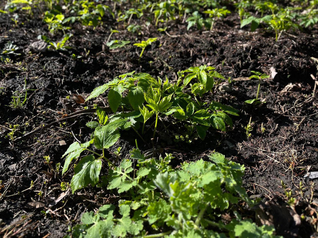 Новини Тернополя - фото з Тернопіль у цвіті: де зробити гарні весняні світлини у парках, скверах та на вулицях міста