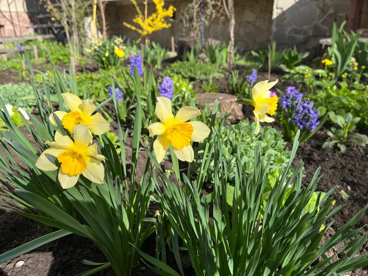 Новини Тернополя - фото з Тернопіль у цвіті: де зробити гарні весняні світлини у парках, скверах та на вулицях міста