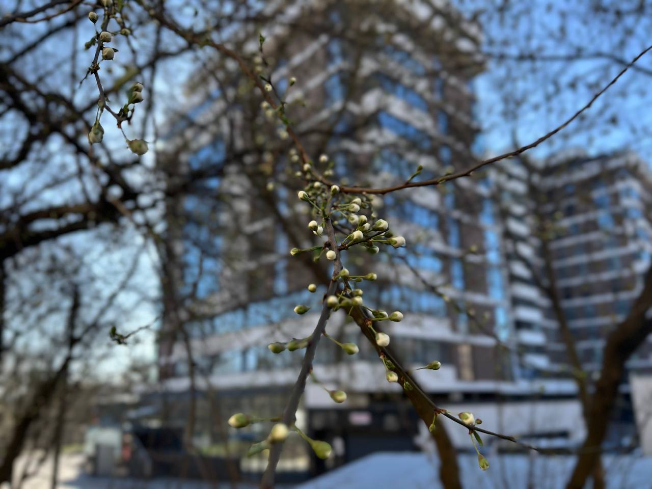 Новини Тернополя - фото з Тернопіль у цвіті: де зробити гарні весняні світлини у парках, скверах та на вулицях міста