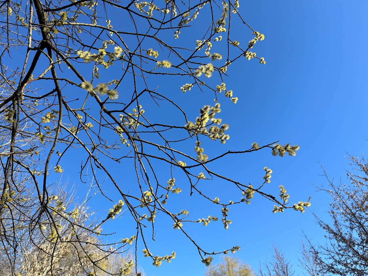 Новини Тернополя - фото з Тернопіль у цвіті: де зробити гарні весняні світлини у парках, скверах та на вулицях міста