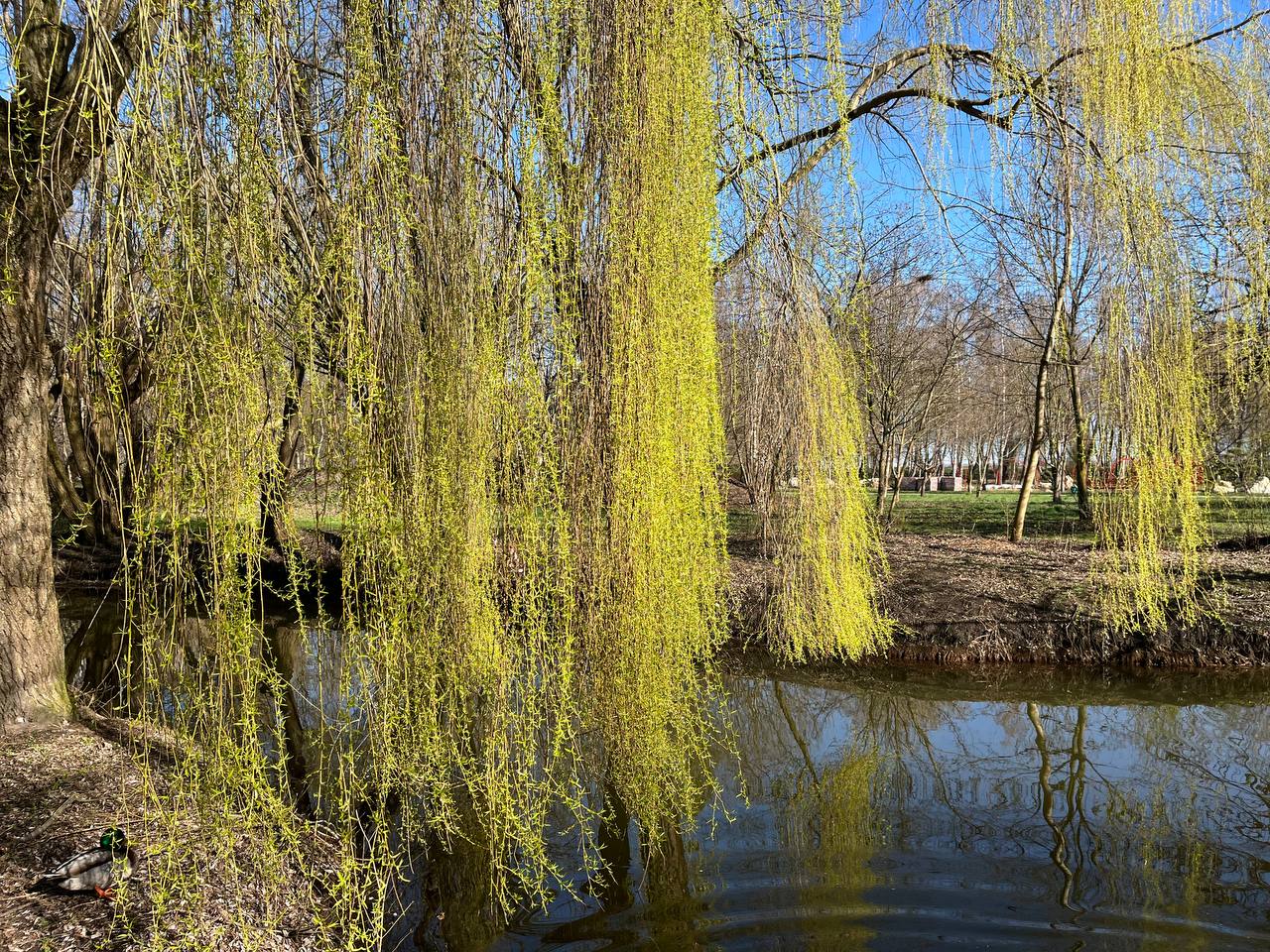Новини Тернополя - фото з Тернопіль у цвіті: де зробити гарні весняні світлини у парках, скверах та на вулицях міста