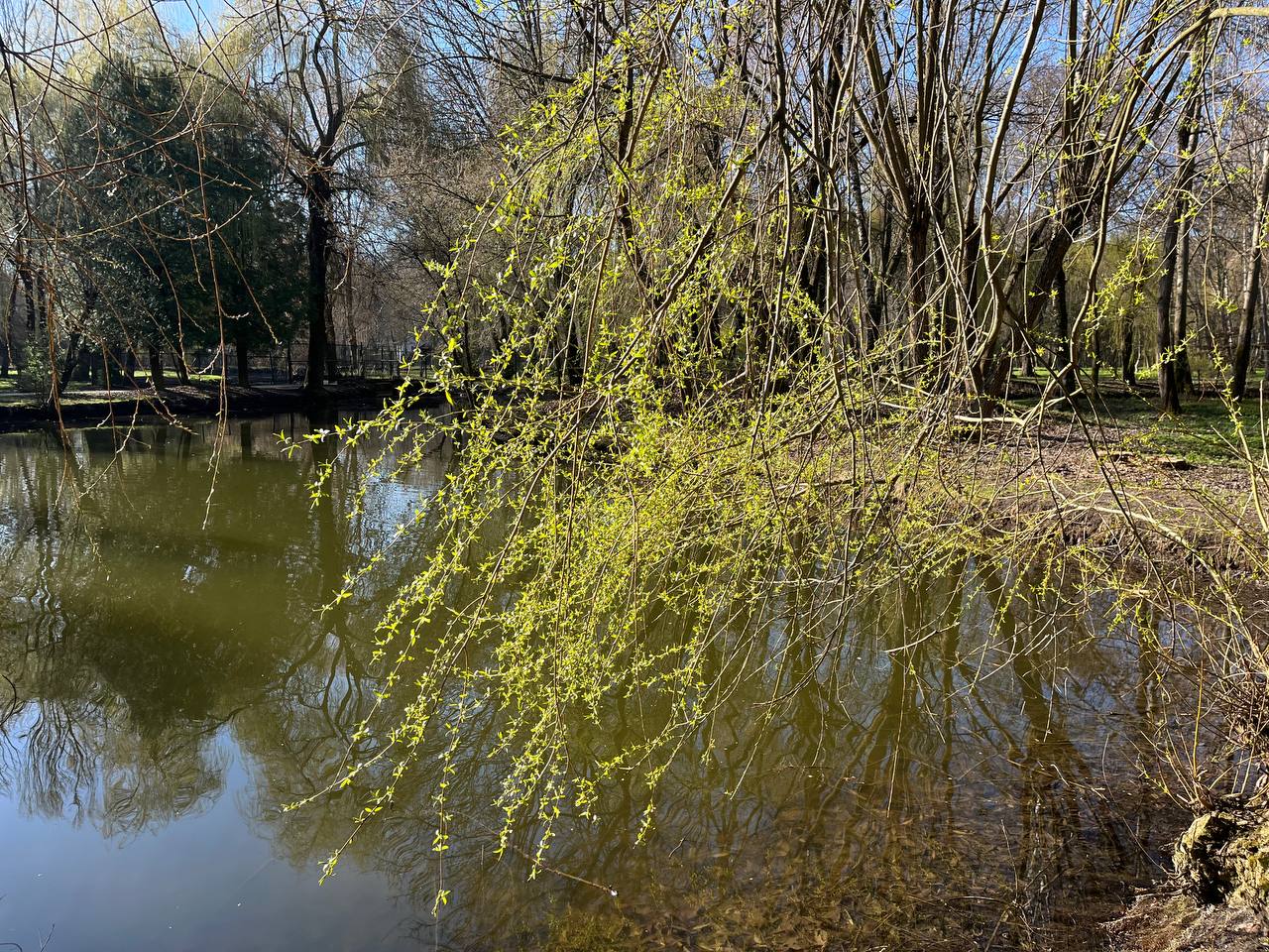 Новини Тернополя - фото з Тернопіль у цвіті: де зробити гарні весняні світлини у парках, скверах та на вулицях міста
