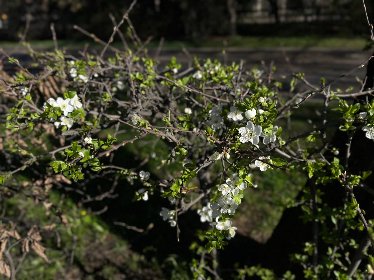 Новини Тернополя - фото з Тернопіль у цвіті: де зробити гарні весняні світлини у парках, скверах та на вулицях міста