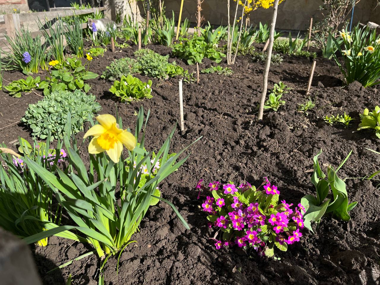 Новини Тернополя - фото з Тернопіль у цвіті: де зробити гарні весняні світлини у парках, скверах та на вулицях міста