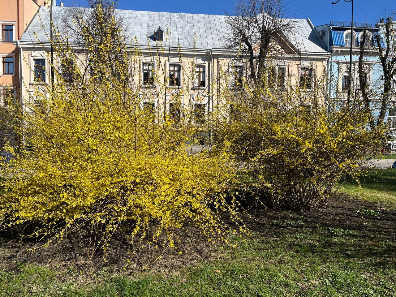 Новини Тернополя - фото з Тернопіль у цвіті: де зробити гарні весняні світлини у парках, скверах та на вулицях міста