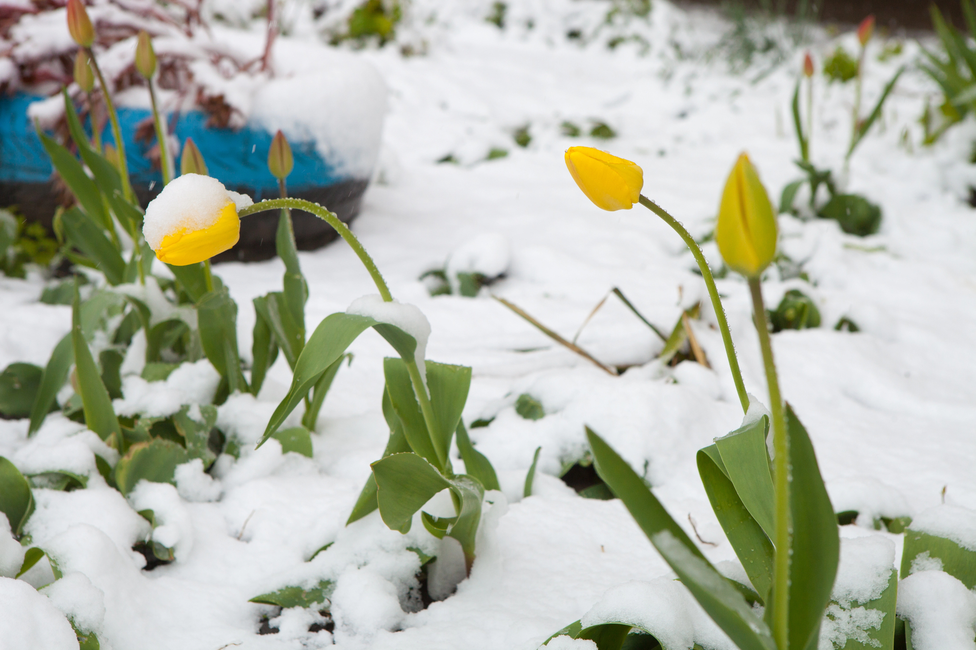 Новини Тернополя - фото з Сильні заморозки і хуртовини: на Тернопільщині різко зміниться погода