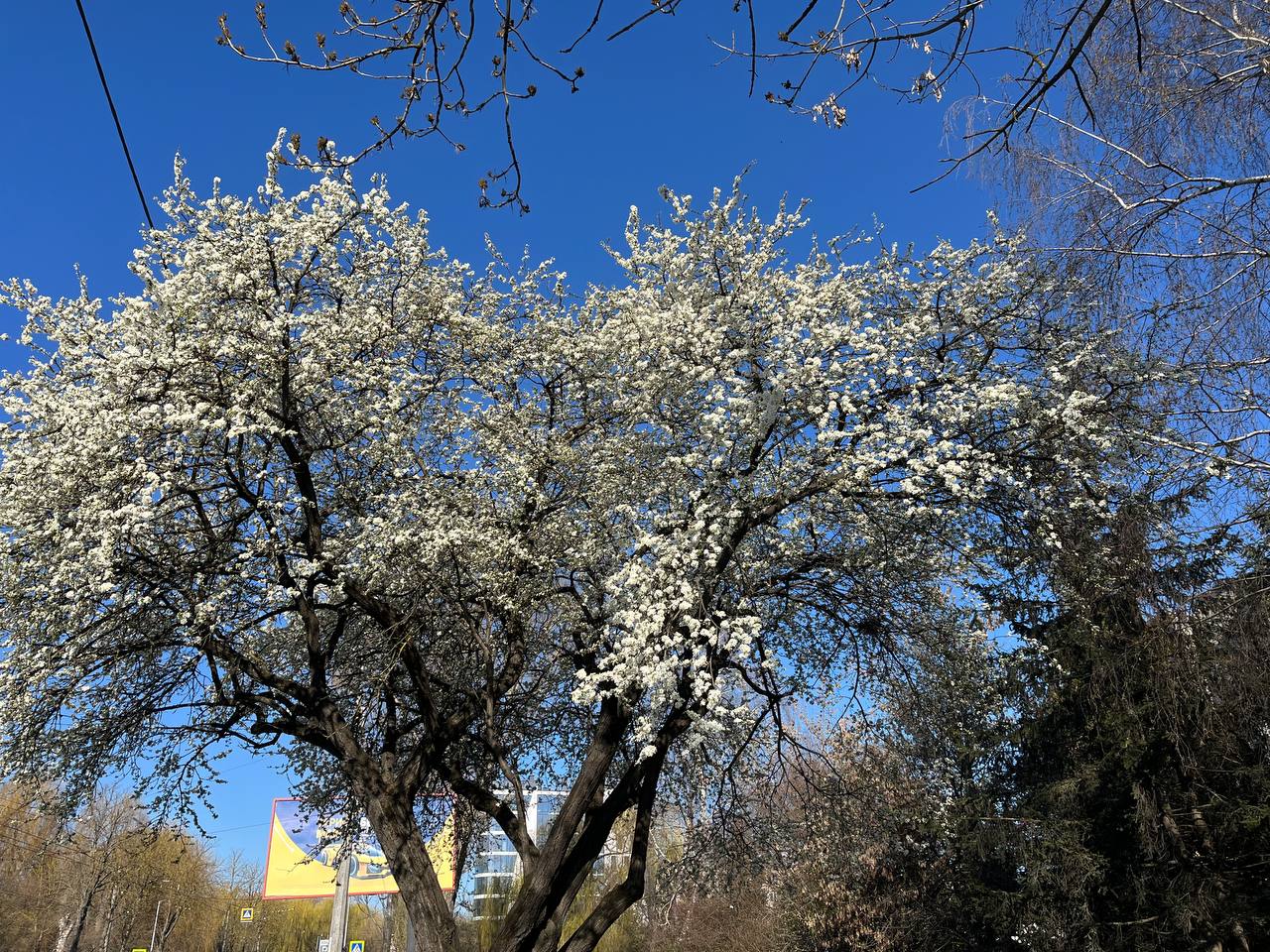 Новини Тернополя - фото з Тернопіль у цвіті: де зробити гарні весняні світлини у парках, скверах та на вулицях міста
