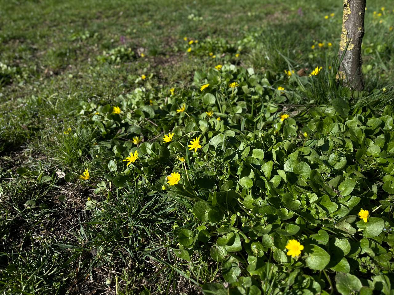 Новини Тернополя - фото з Тернопіль у цвіті: де зробити гарні весняні світлини у парках, скверах та на вулицях міста