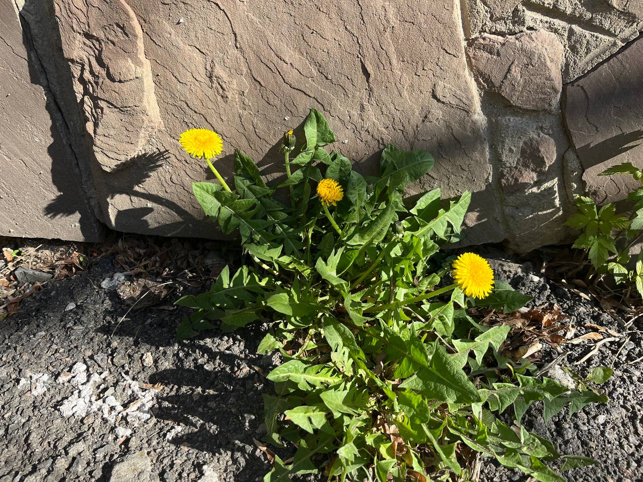 Новини Тернополя - фото з Тернопіль у цвіті: де зробити гарні весняні світлини у парках, скверах та на вулицях міста