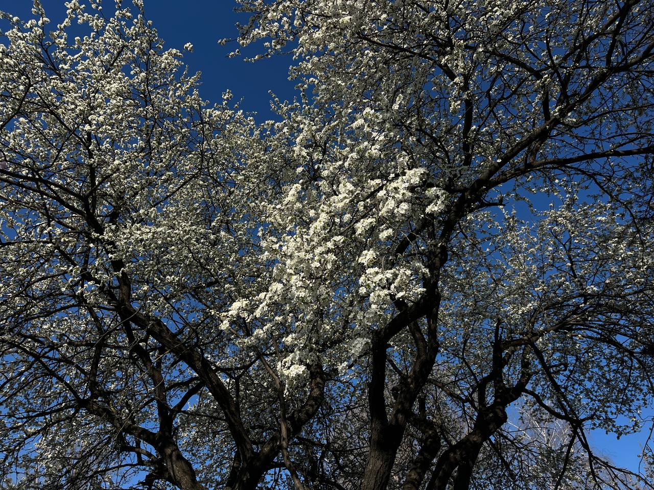 Новини Тернополя - фото з Тернопіль у цвіті: де зробити гарні весняні світлини у парках, скверах та на вулицях міста