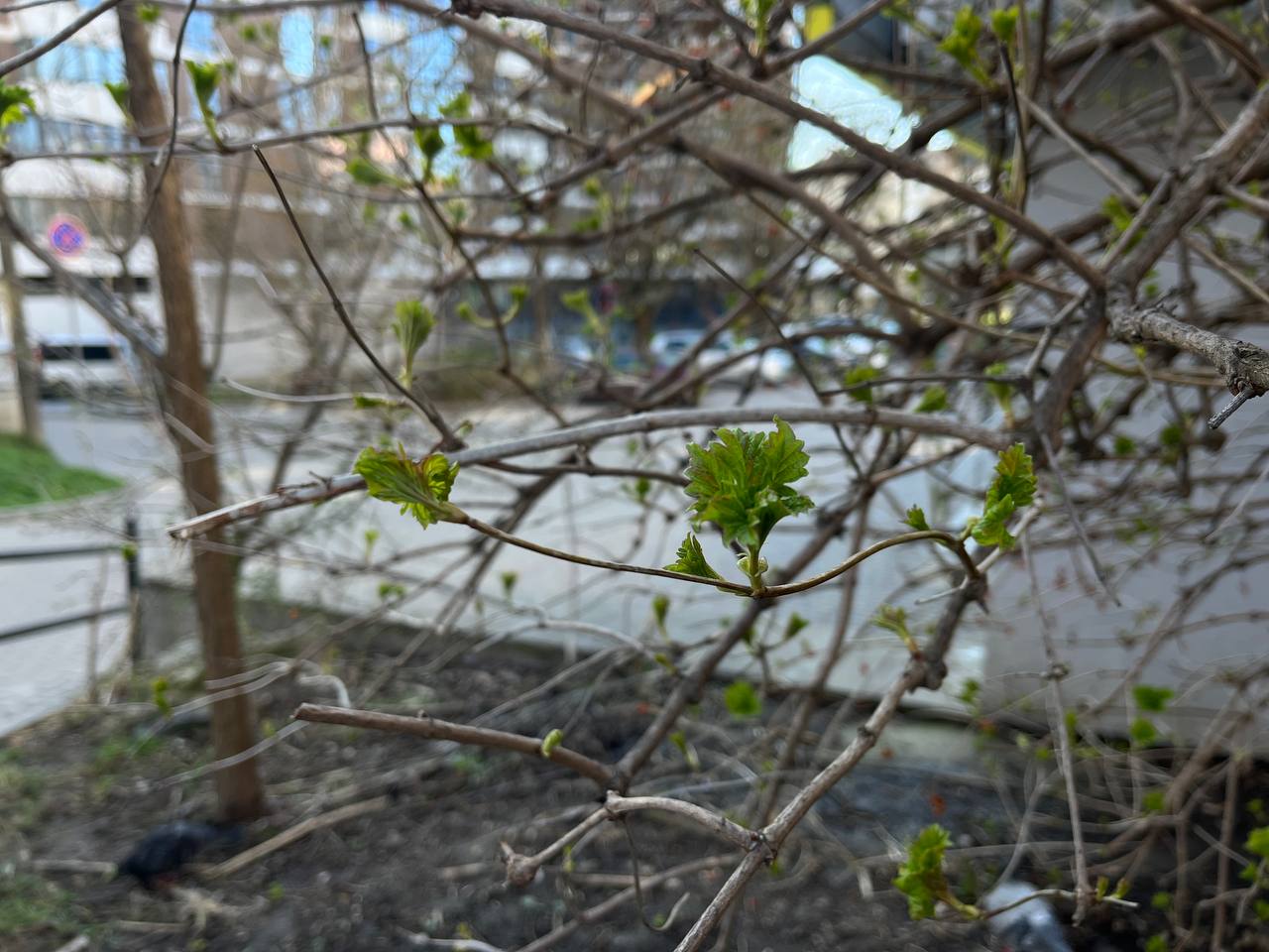 Новини Тернополя - фото з Тернопіль у цвіті: де зробити гарні весняні світлини у парках, скверах та на вулицях міста