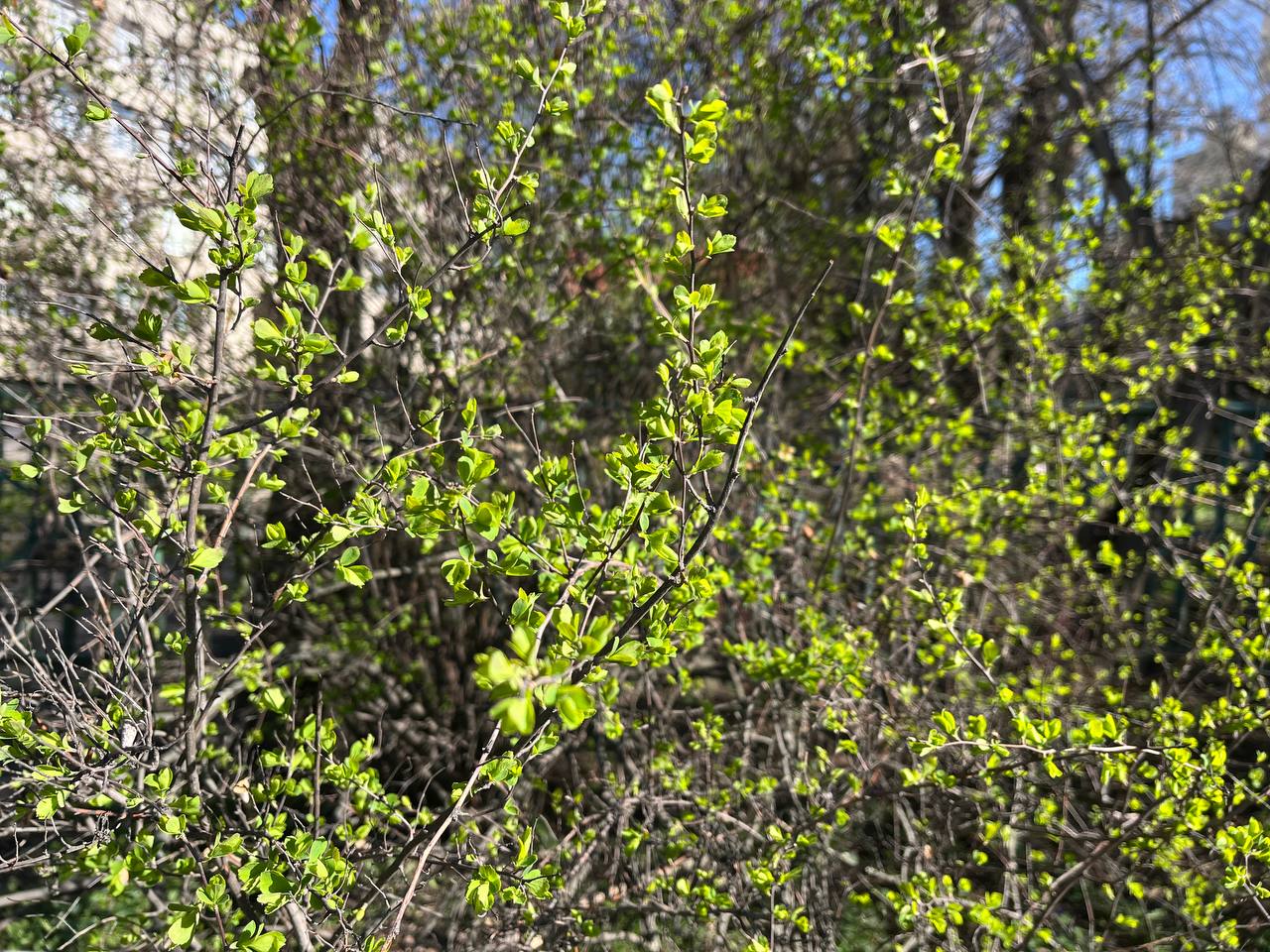 Новини Тернополя - фото з Тернопіль у цвіті: де зробити гарні весняні світлини у парках, скверах та на вулицях міста