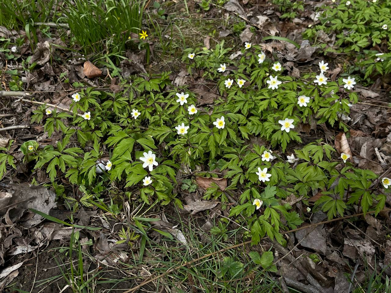 Новини Тернополя - фото з Тернопіль у цвіті: де зробити гарні весняні світлини у парках, скверах та на вулицях міста