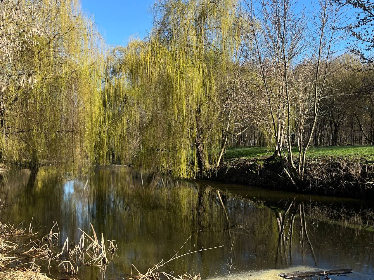 Новини Тернополя - фото з Тернопіль у цвіті: де зробити гарні весняні світлини у парках, скверах та на вулицях міста