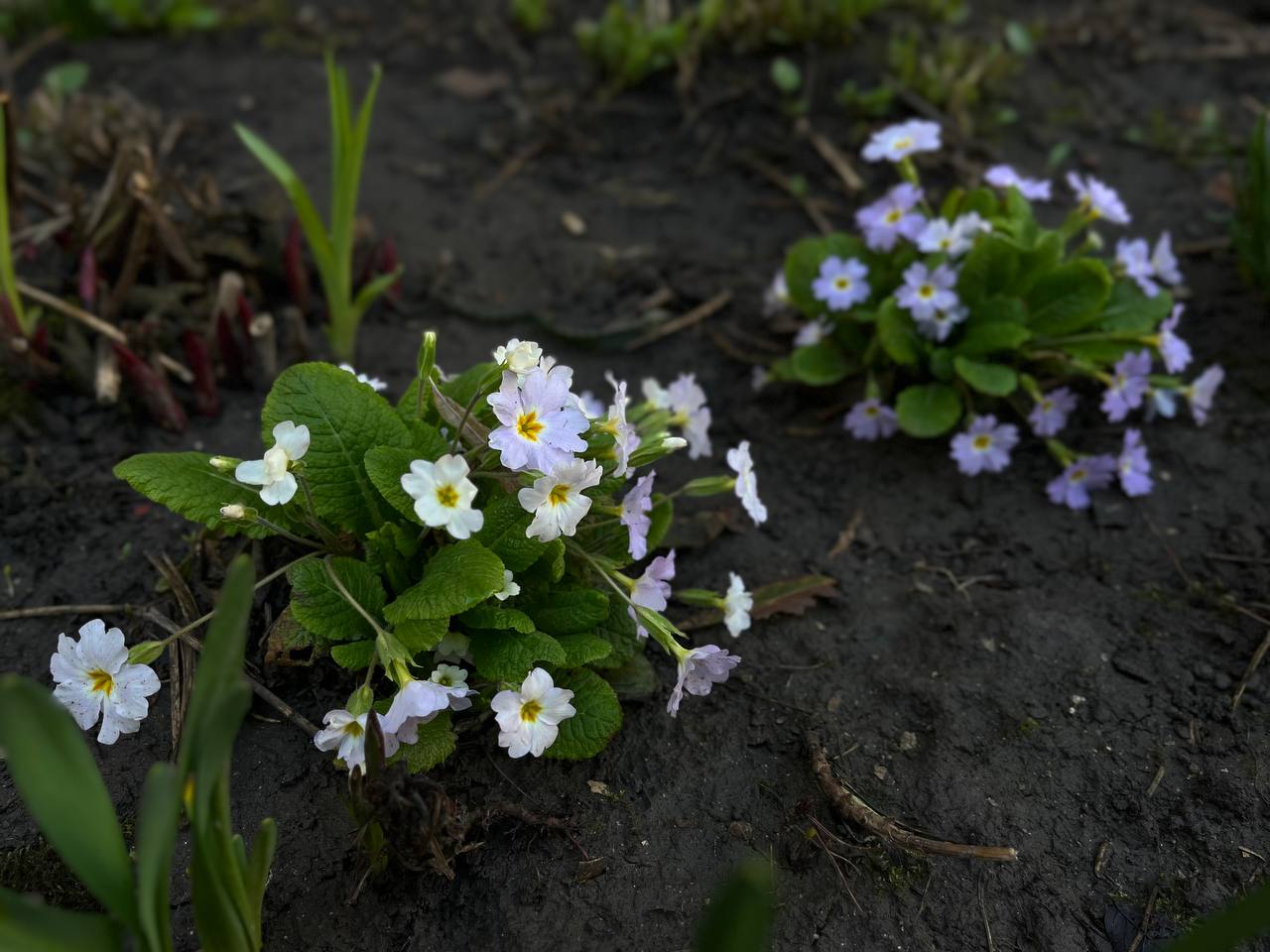 Новини Тернополя - фото з Тернопіль у цвіті: де зробити гарні весняні світлини у парках, скверах та на вулицях міста