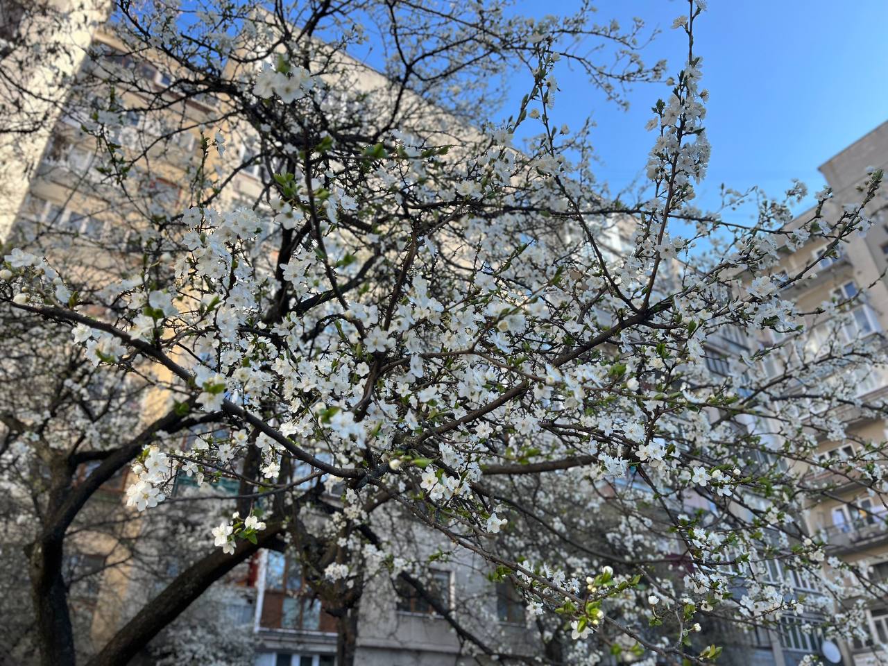 Новини Тернополя - фото з Тернопіль у цвіті: де зробити гарні весняні світлини у парках, скверах та на вулицях міста