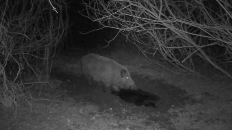 Новини Вінниці - фото з У «Кармелюковому Поділлі» до фотопастки потрапили козулі, кабани та лисиці