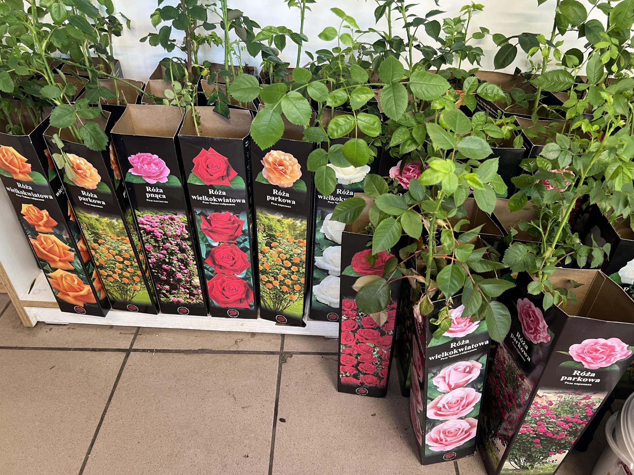 Новини Вінниці - фото з Що посадити в квітні і травні? Дізналися ціни на насіння і саджанці у магазинах Вінниці