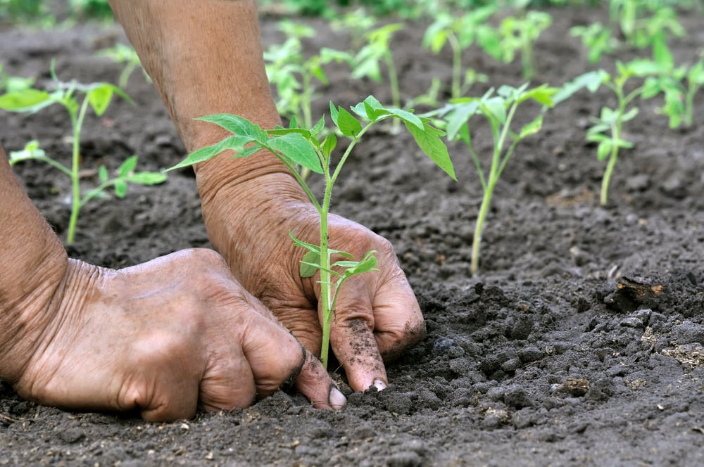 Новини Вінниці - фото з Що посадити в квітні і травні? Дізналися ціни на насіння і саджанці у магазинах Вінниці