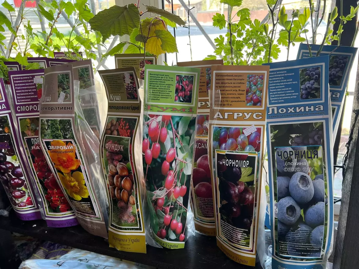 Новини Вінниці - фото з Що посадити в квітні і травні? Дізналися ціни на насіння і саджанці у магазинах Вінниці