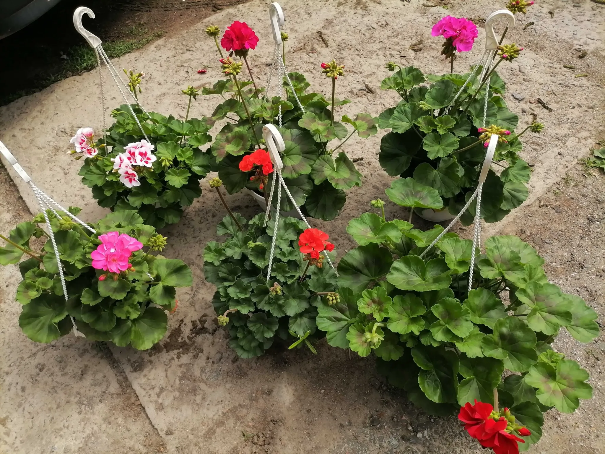 Новини Вінниці - фото з Що посадити в квітні і травні? Дізналися ціни на насіння і саджанці у магазинах Вінниці