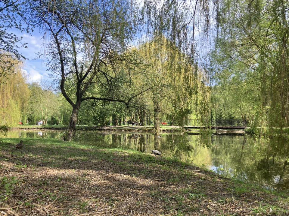 Новини Тернополя - фото з У Сопільче помітили черепаху На зображенні може бути: дерево та трава