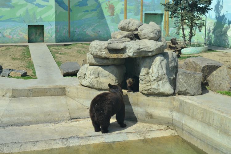 Новини Вінниці - фото з Малюки бурої ведмедиці з Подільського зоопарку вийшли на першу прогулянку